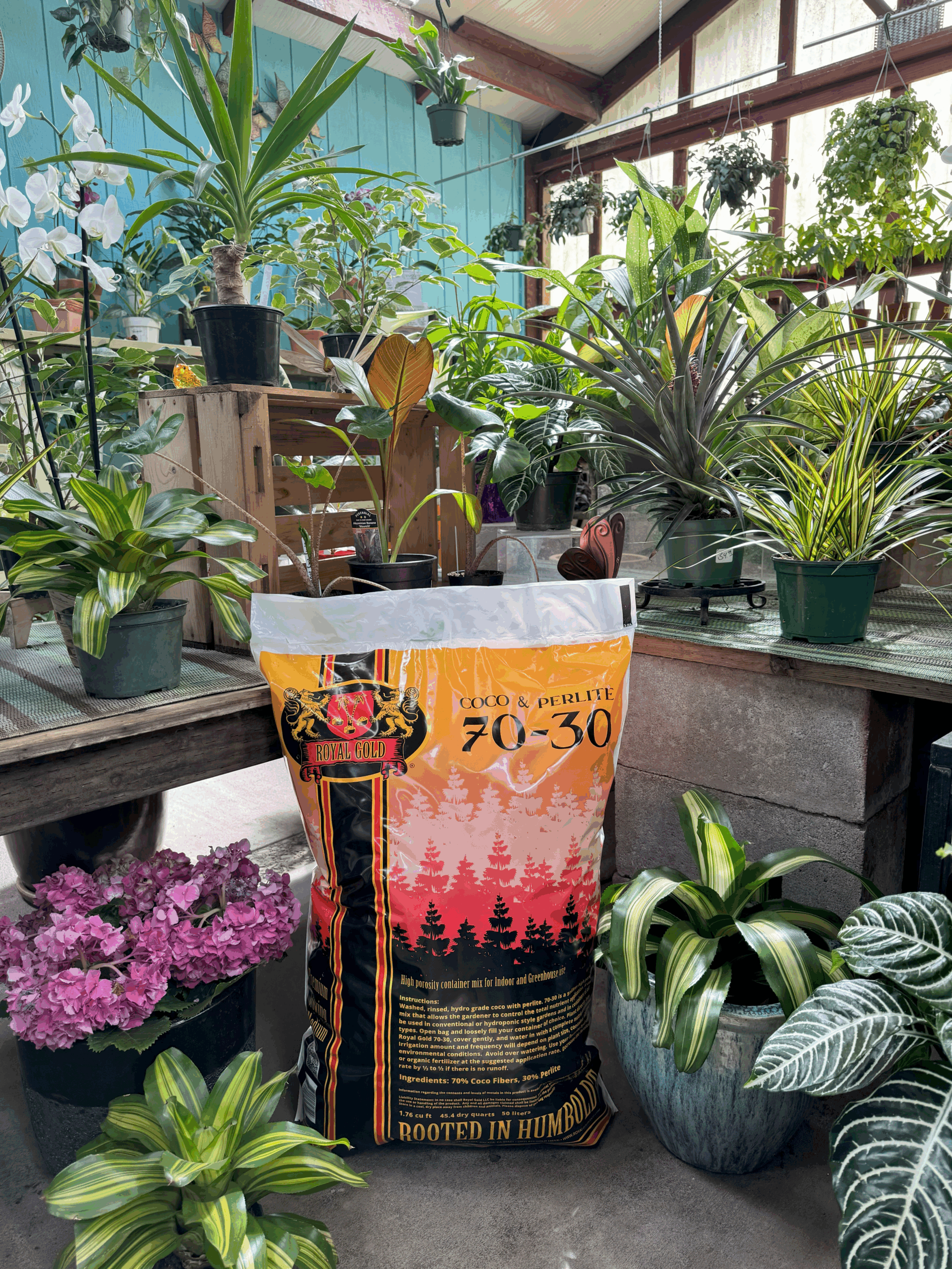 A bag of Royal Gold Coco and Perlite 70/30 mix in a garden center.
