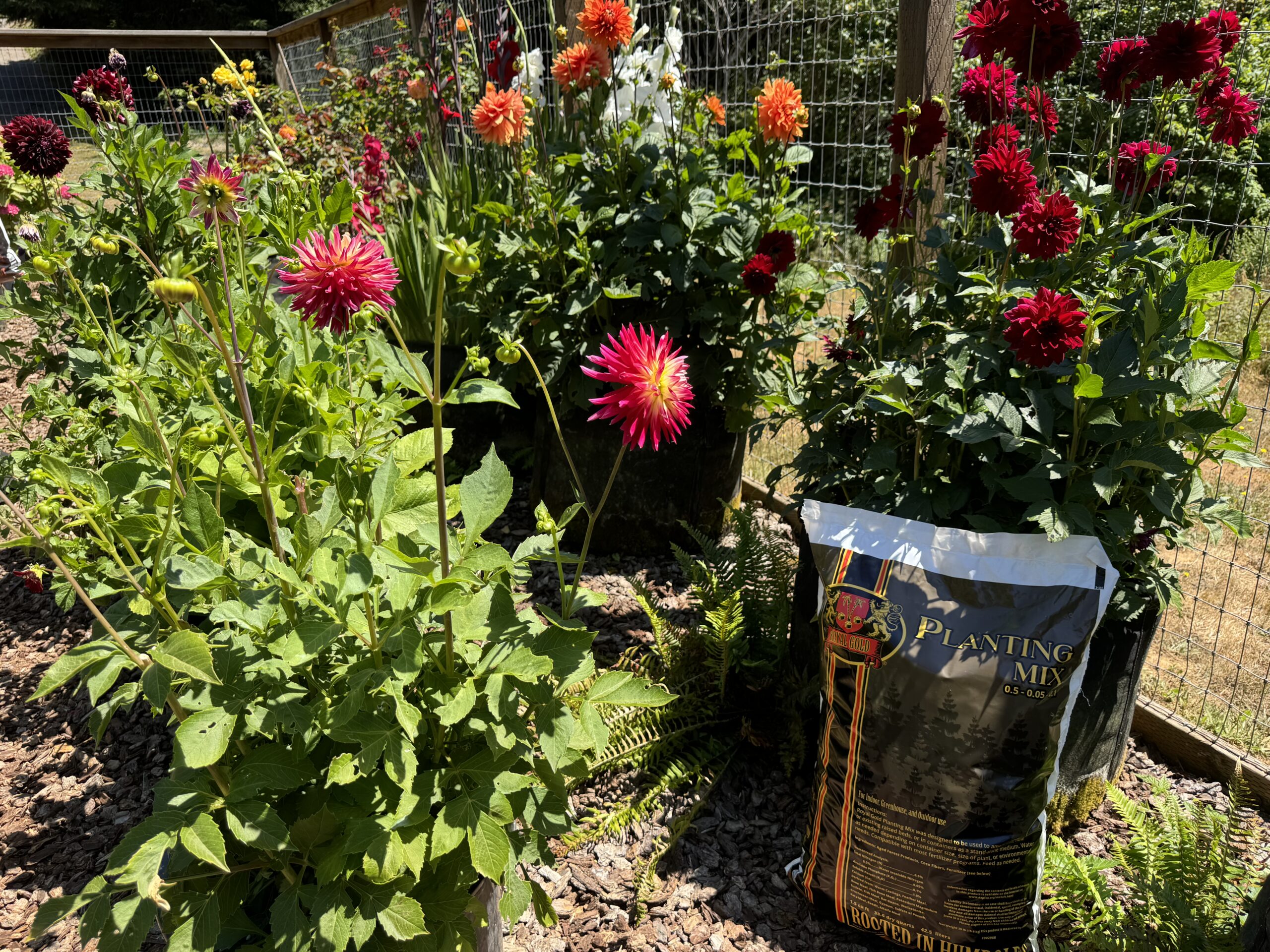 Royal Gold Planting Mix bag near flowers in fabric pots.