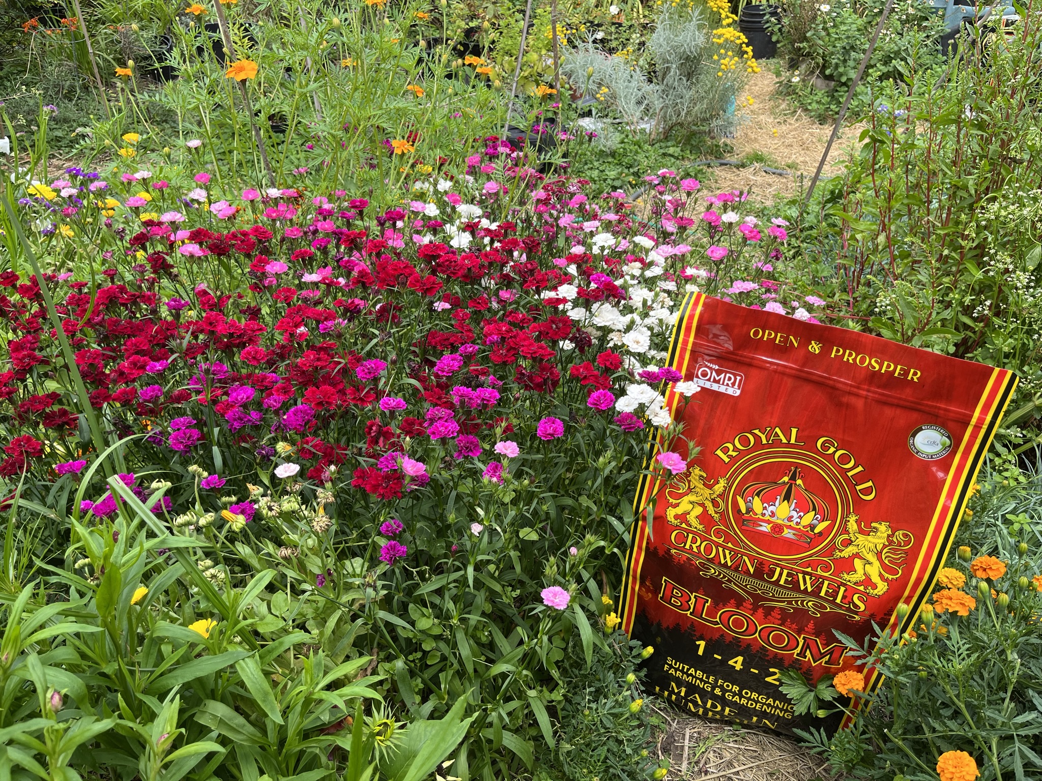 A Royal Gold Crown Jewels Bloom bag in a field of flowers.