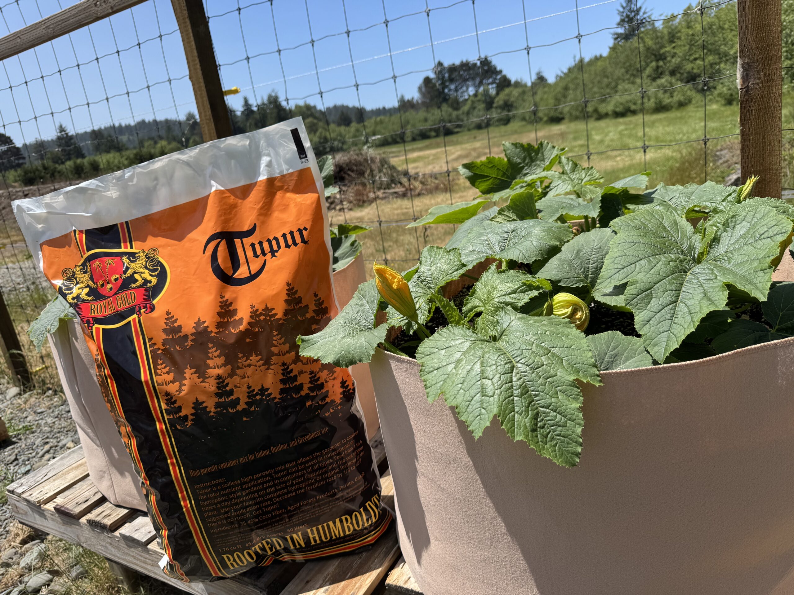 A bag of Royal Gold Tupur next to a fabric pot.