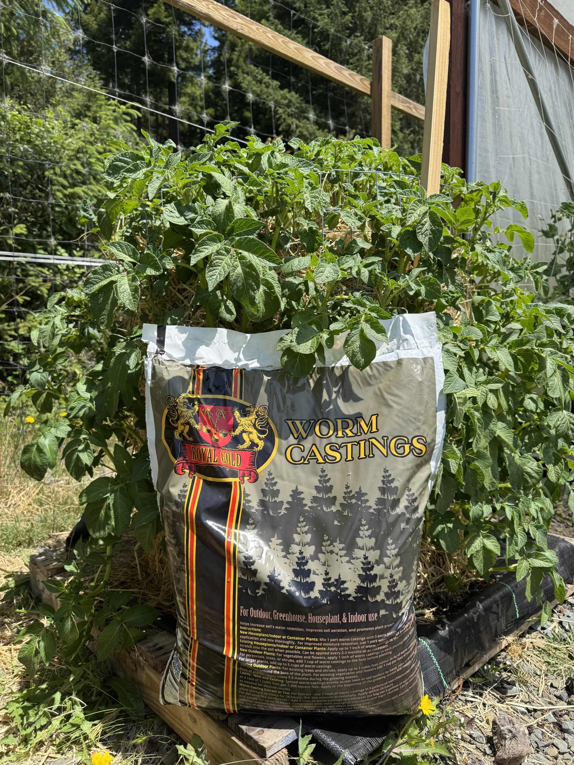 A bag of Royal Gold Worm Castings next to a potato tower.