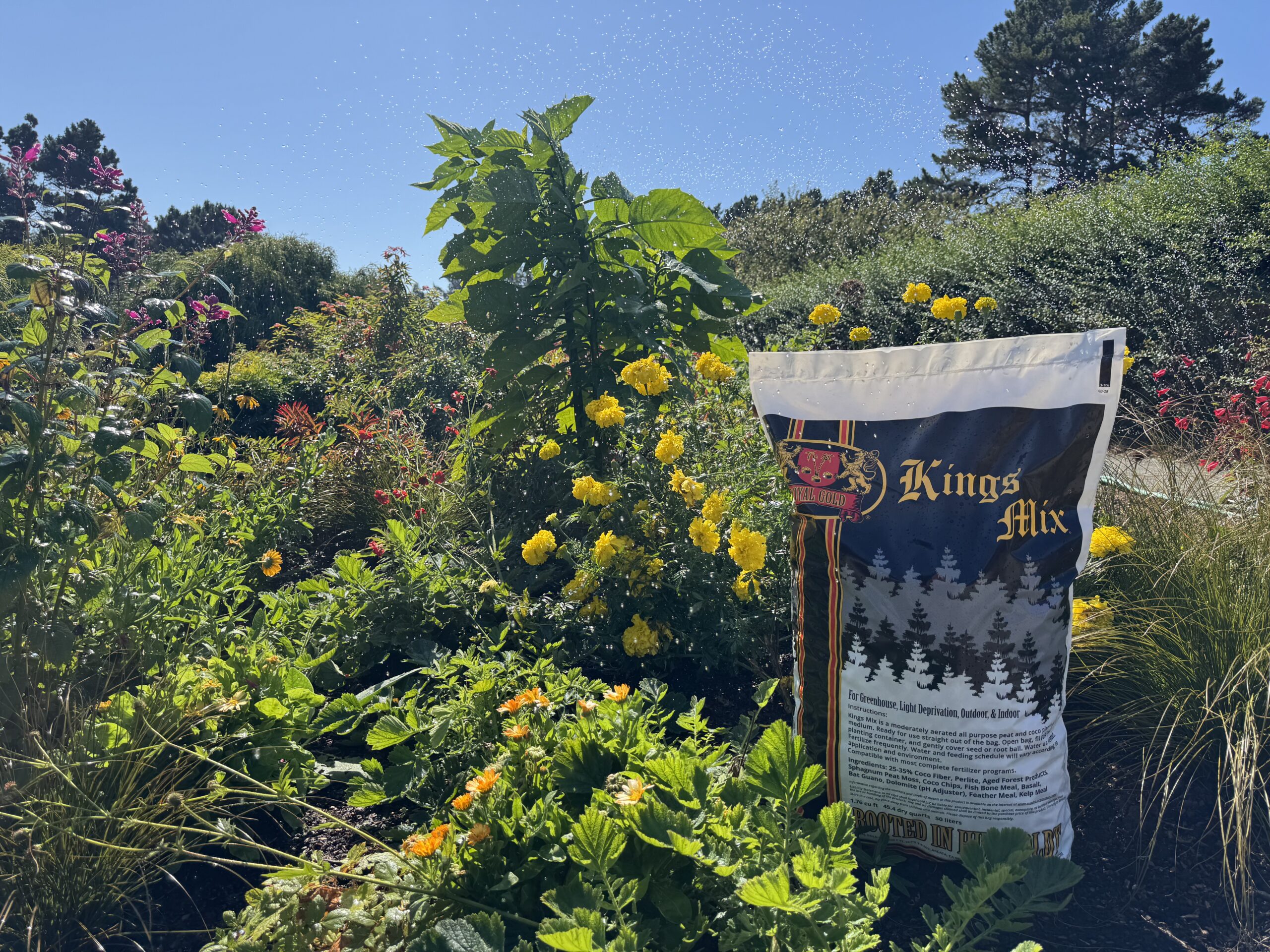 A bag of Royal Gold Kings Mix in a botanical garden.