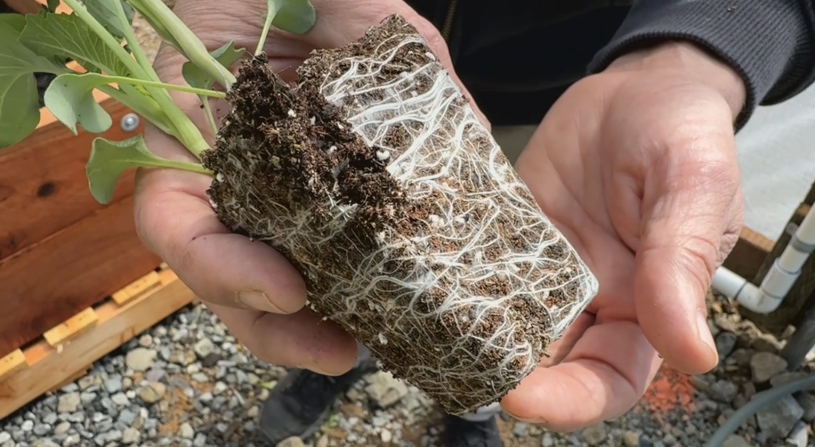 White fuzz is most often a sign of beneficial fungal activity, indicating that the soil is biologically active.