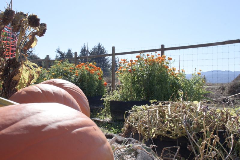 Spent squash vines pulled and piled in a fall garden, with marigolds blooming behind