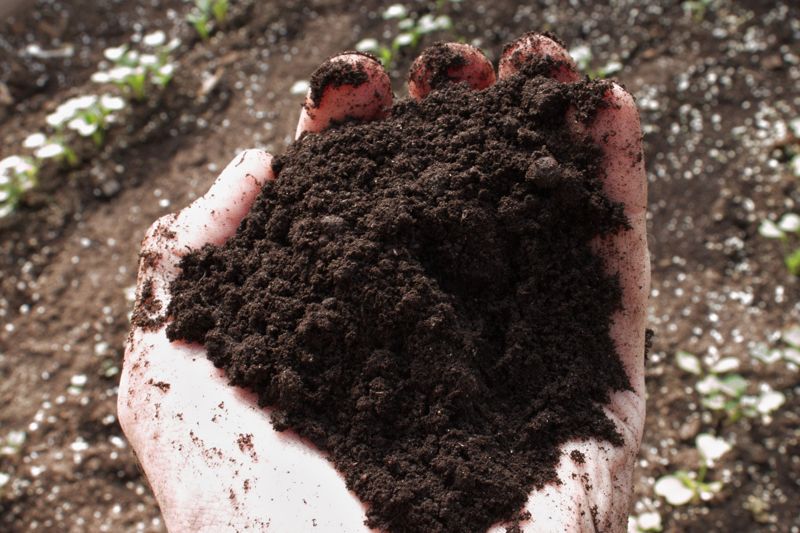 A handful of dark, crumbly worm castings held over a garden bed of young seedlings