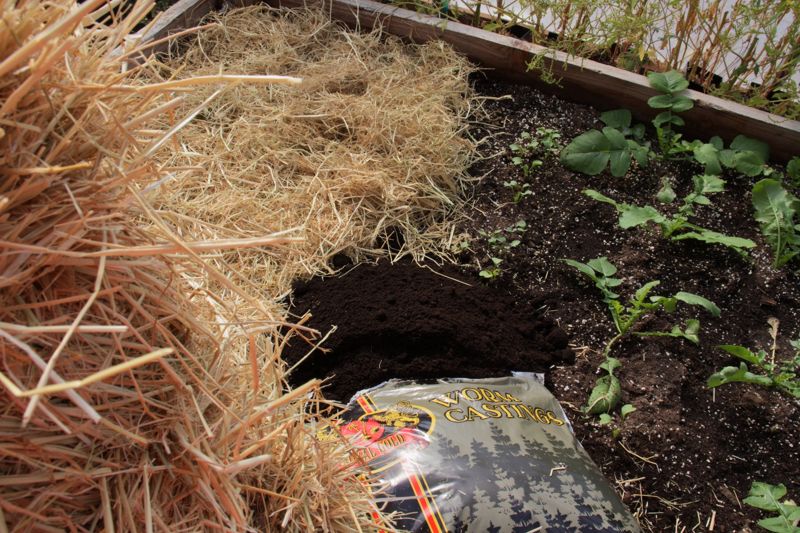 Raised bed half covered in straw mulch, with worm castings and young greens on the uncovered side