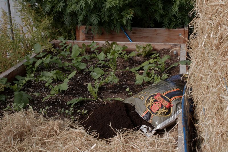 Raised bed of fall greens with a pile of Royal Gold Worm Castings ready to spread
